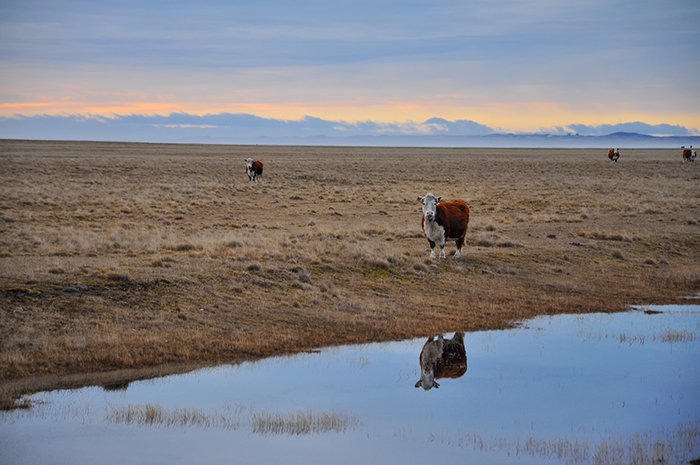 ushuaia_cows_reduced1.jpg