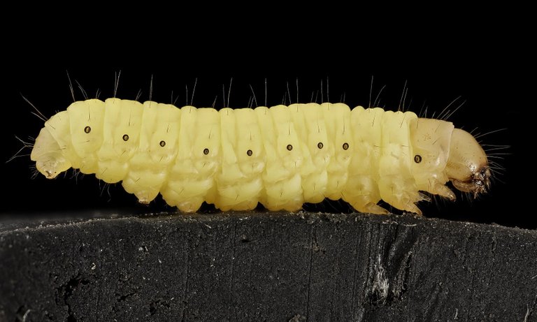 waxworm911591_1920.jpg