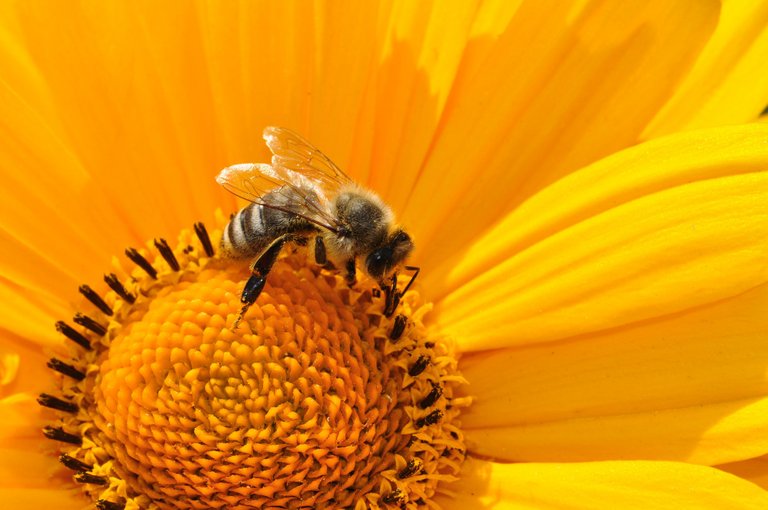 bee170551_1920.jpg