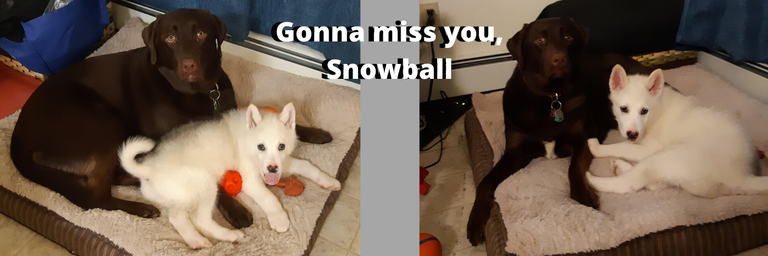 Gonna miss you, Snowball.png