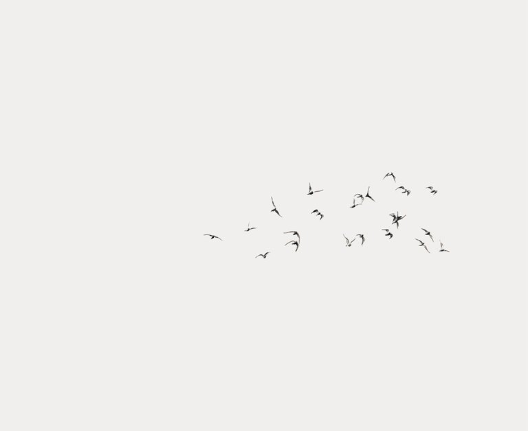 Birds.jpg