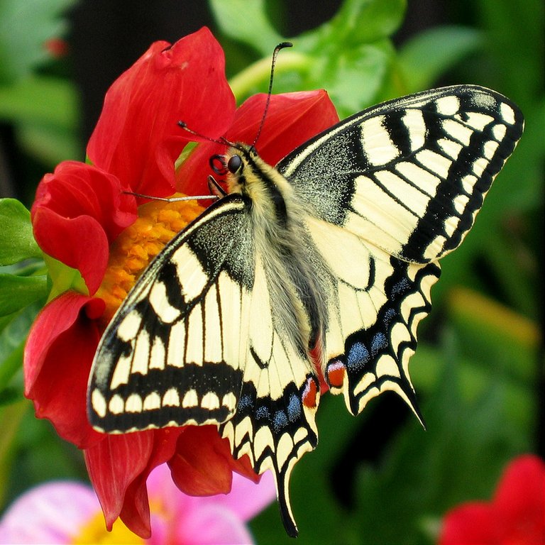 Fesoj__Papilio_machaon_by.jpg