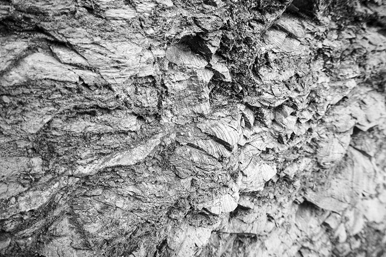 Rock_n_Moss_N_01_s_BW.jpg