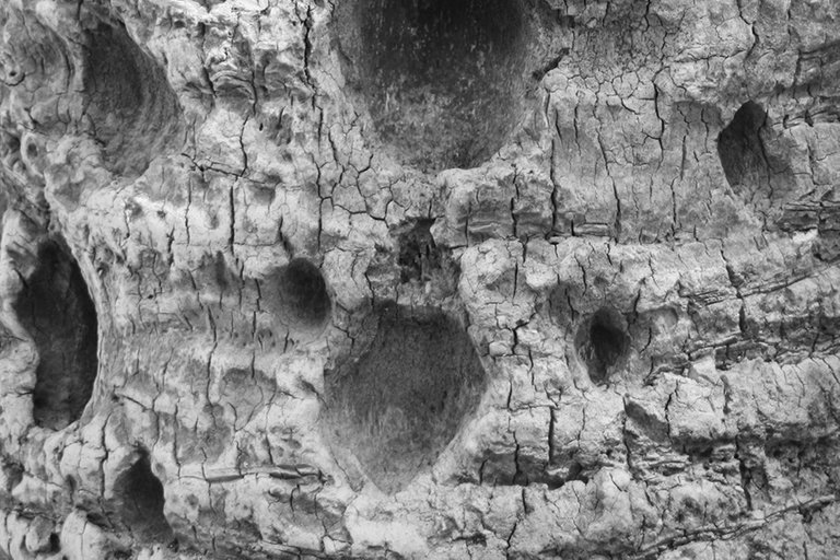 Palm_Tree_Bark_N_01_s_BW.jpg