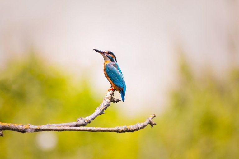 kingfisher2363879_1280.jpg