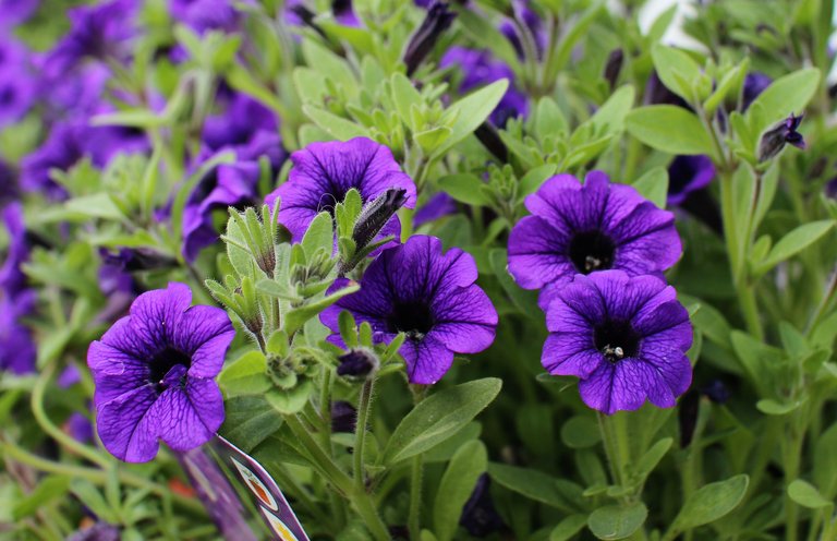 beautiful purple flowers.jpg