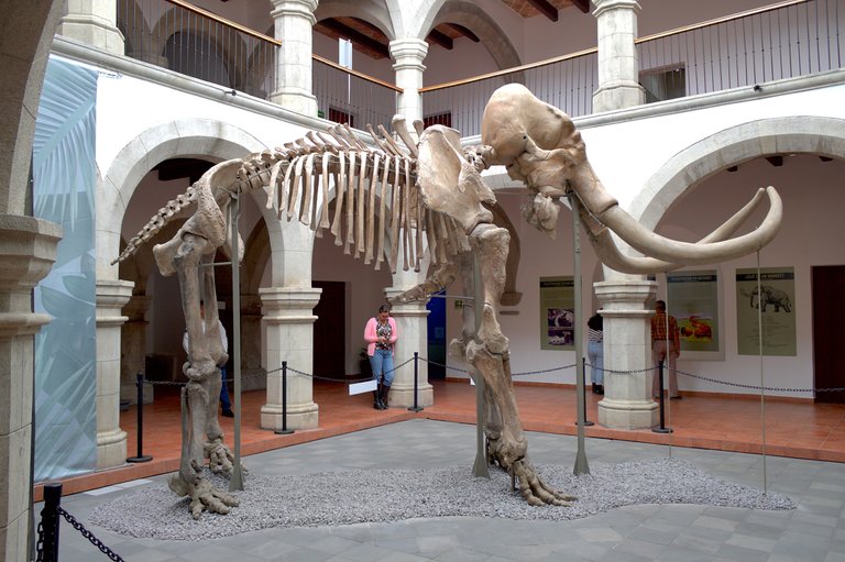 Mamut_01.jpg