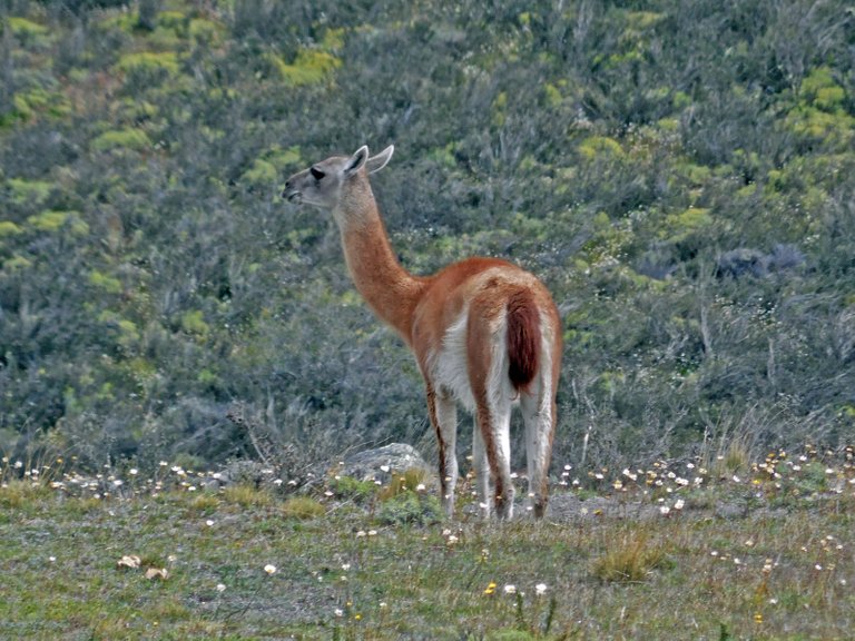 guanaco.jpg