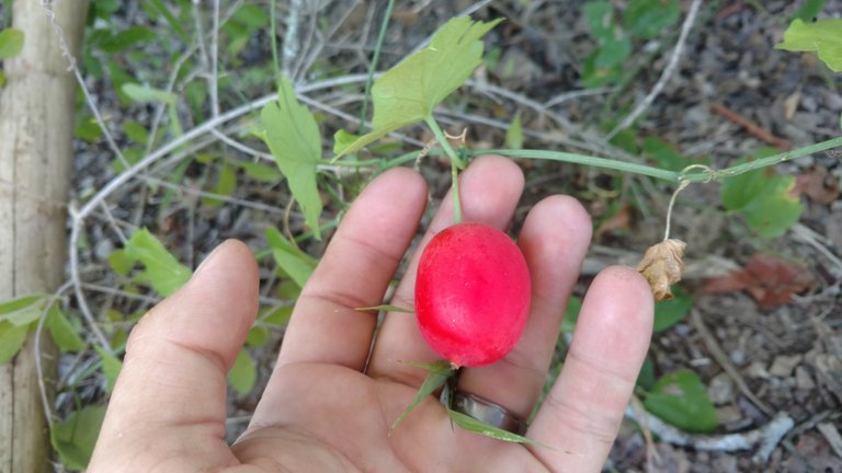 plant from hike august 17 2019 fruit.jpg