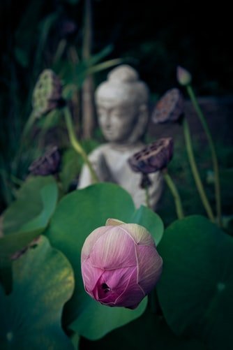 Buddha in flowers unsplash.jpg