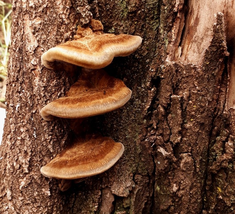 fungus1.jpg