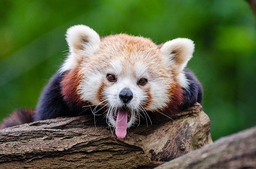 redpanda1194506__340.jpg