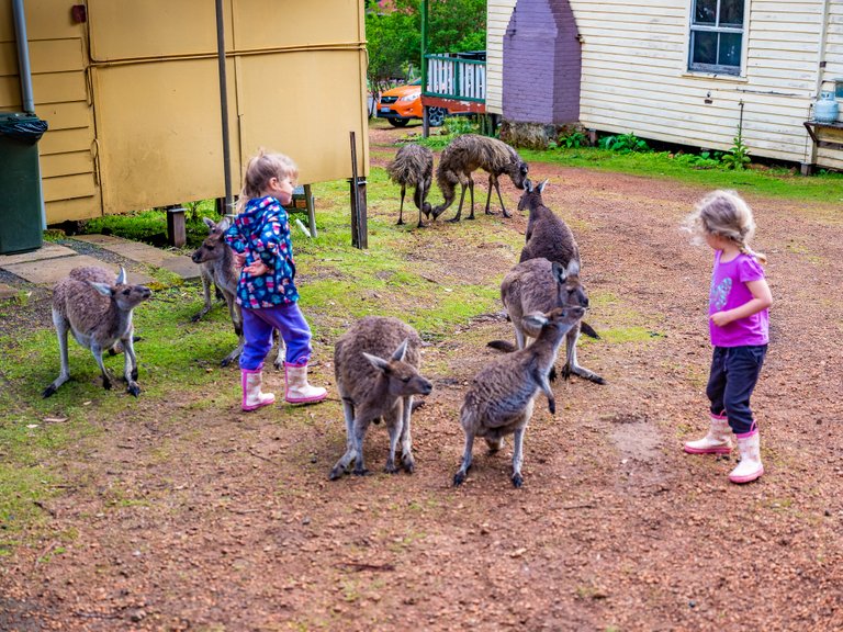 Two of my kids with kangaroos