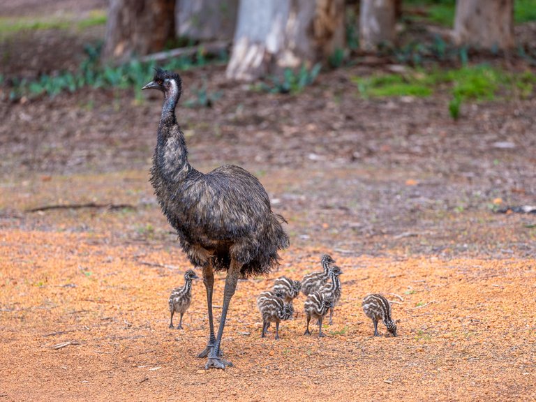 Emu chicks are looked after their fathers as they grow up