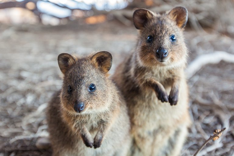 Quokkas - Please sir, can we have some more?