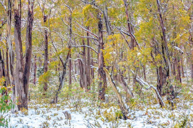 Snow in Tasmania - actually taken on a summer trip