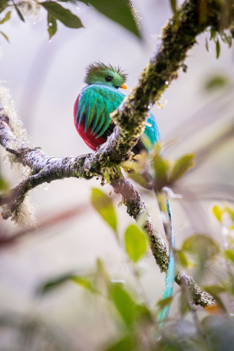 Resplendent Quetzal, the most beautiful bird in the world.