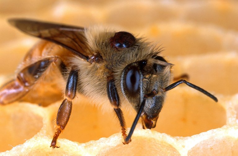 bee85576_1920.jpg