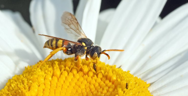 waspbee1346659.jpg