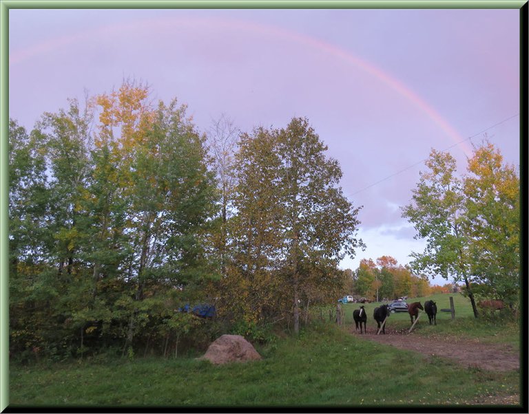Jeremys horses at gate under the rainbow at sunset framed.JPG