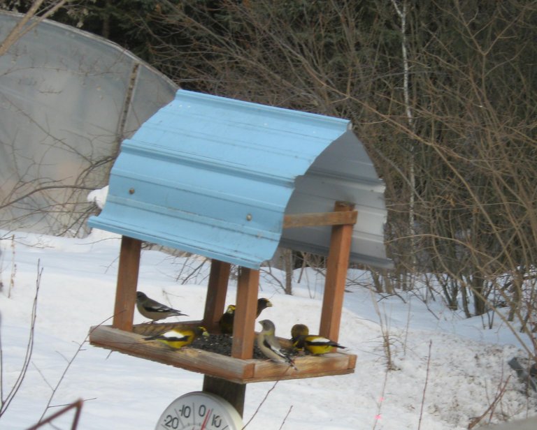 birds on feeder.jpg