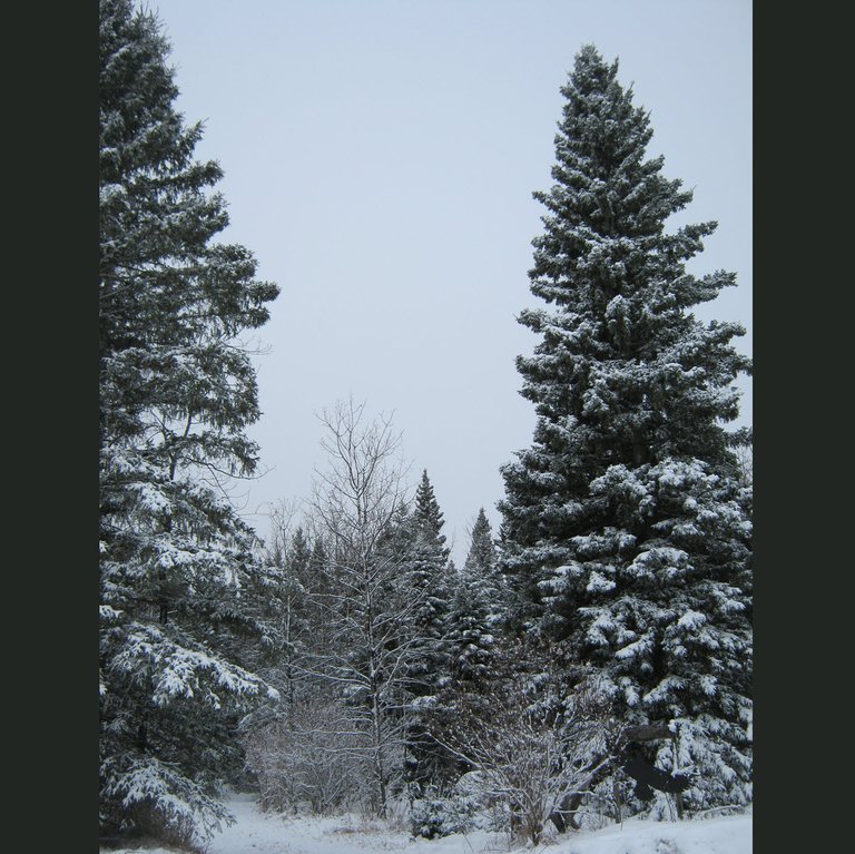 tall spruce at entrance to our driveway.JPG