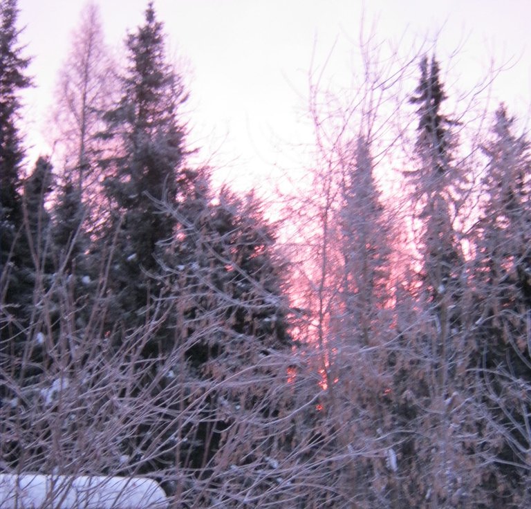 pink sunset and snowy bushes resized.JPG