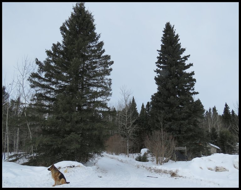 2 big evergreen spruce at head of lane with Bruno sitting in front.JPG