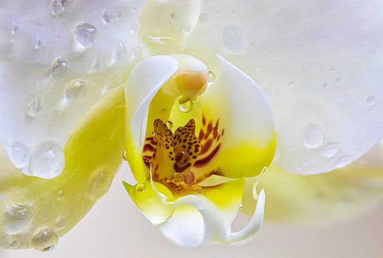 orchid4920533_1280.webp