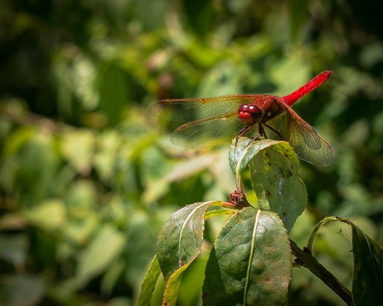 RD0016ViolaDragonfly.jpg