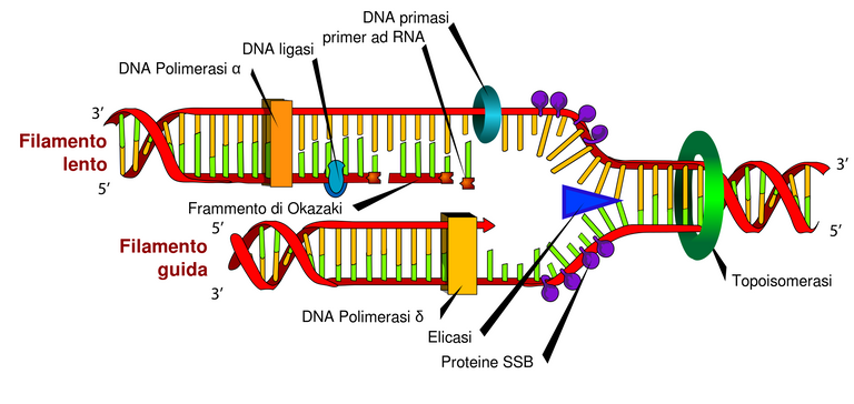 DNA_replication_en.svg.png