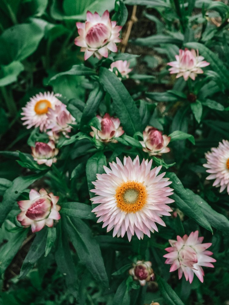 strawflowers10.jpg