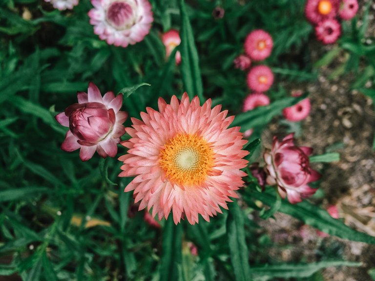 strawflowers7.jpg