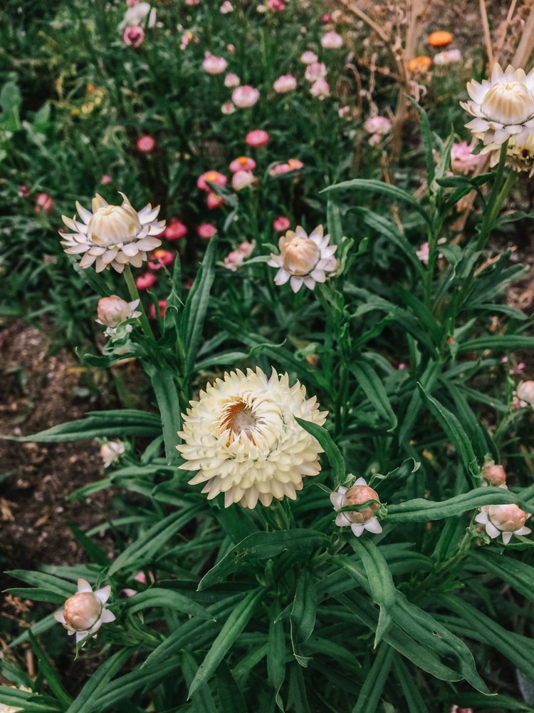 strawflowers1.jpg