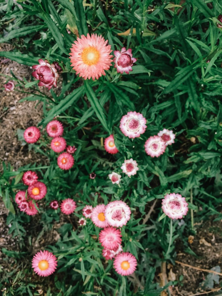 strawflowers2.jpg