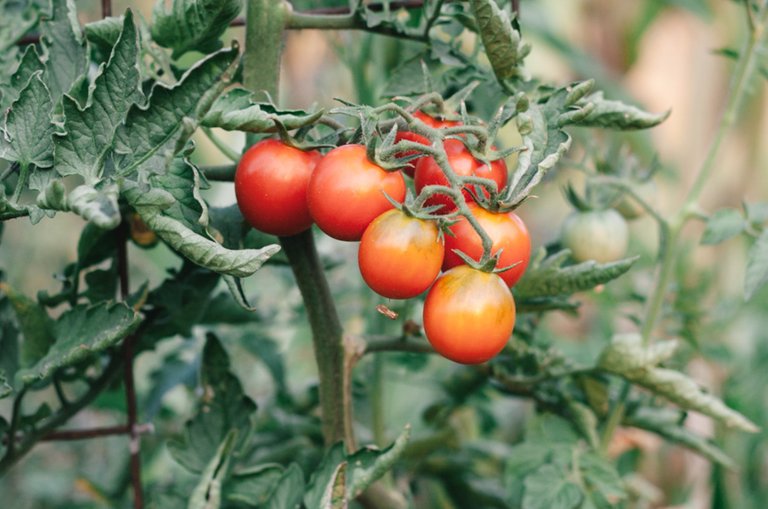 tomatoes2.jpg