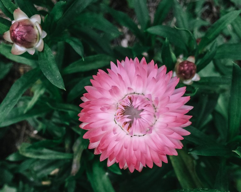 strawflowers6.jpg