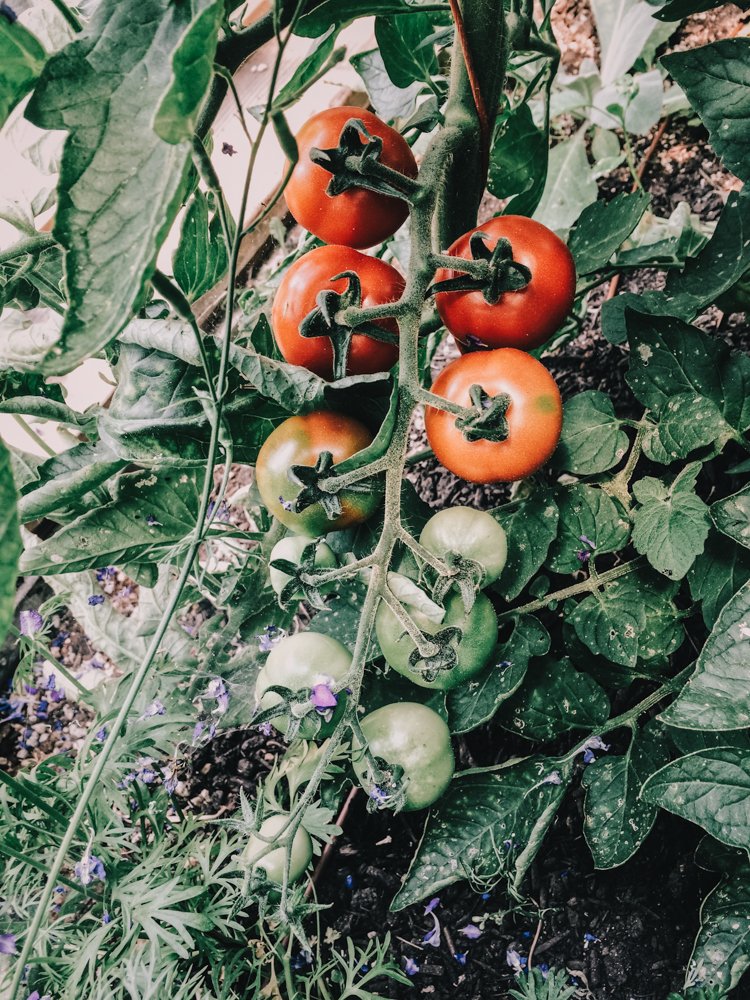tomatoes5.jpg