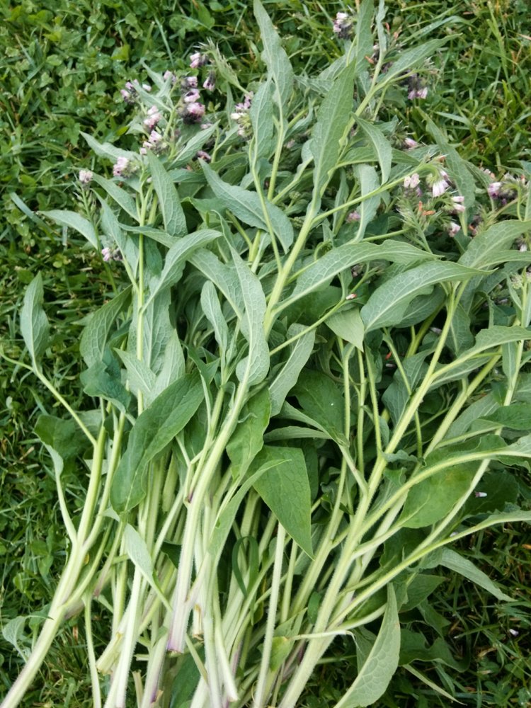 comfrey5.jpg