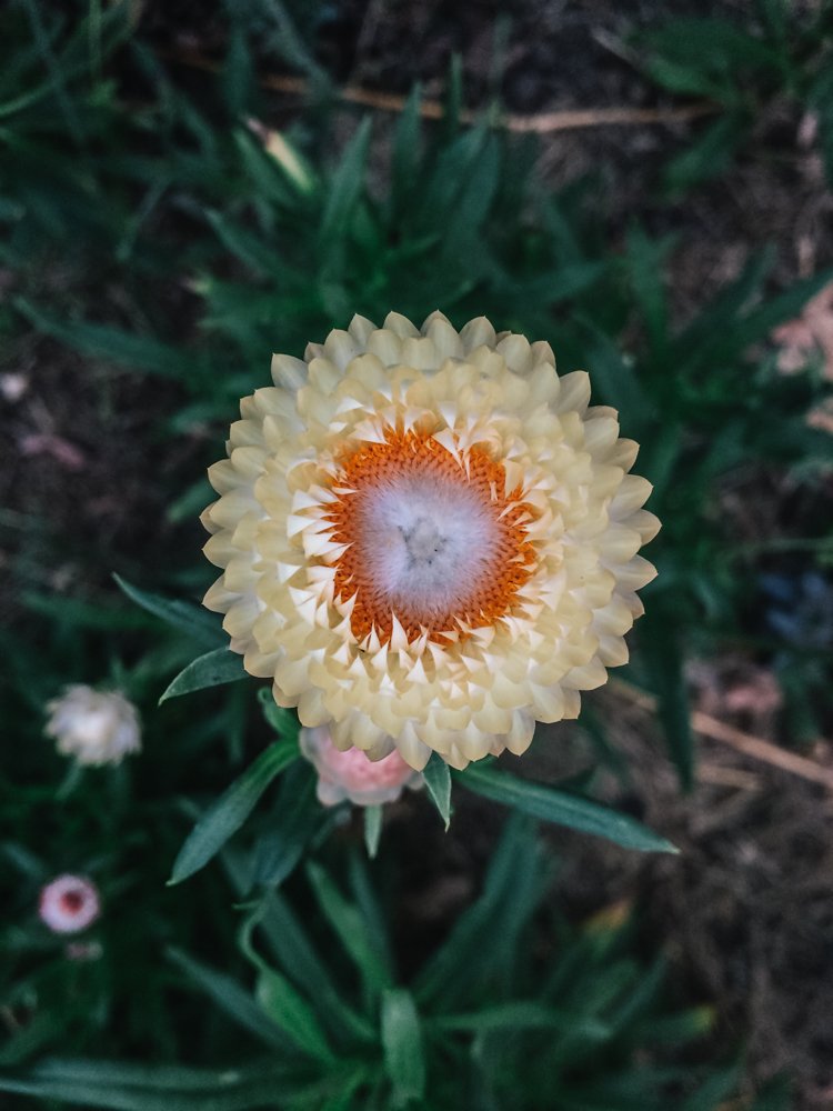 strawflowers9.jpg