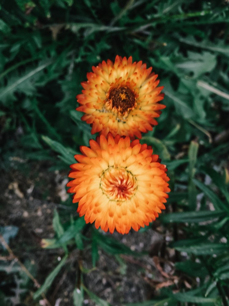 strawflowers5.jpg