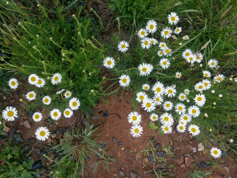 daisies1.jpg