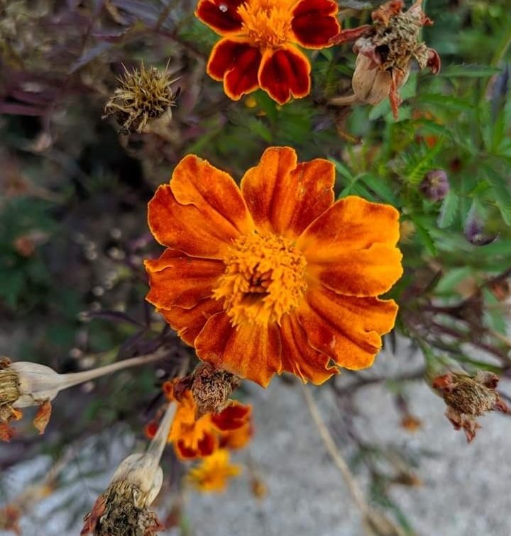 Marigold.jpg