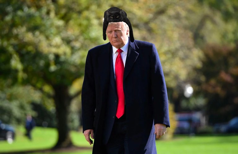 trump with cat on head.jpg