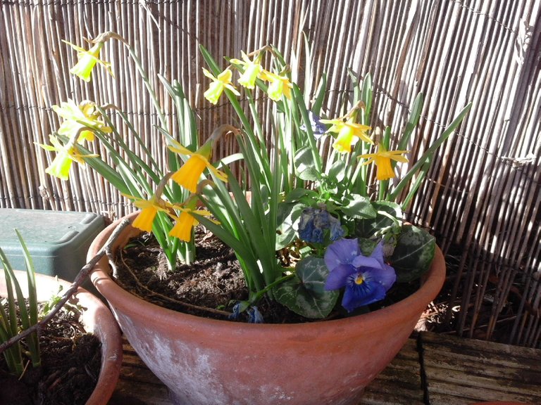 daffodils and pansies planter.jpg