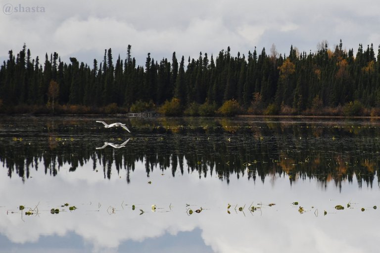 shasta2019nov21st47swans1io.jpg