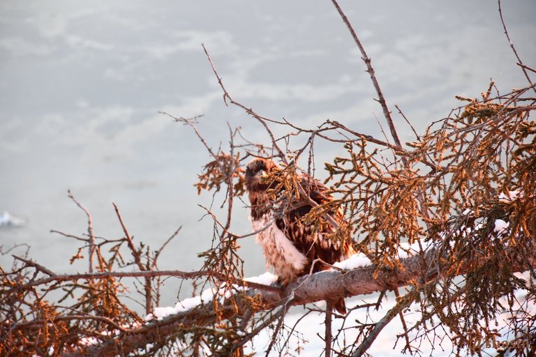 shasta2020feb28th47eagle3io.jpg