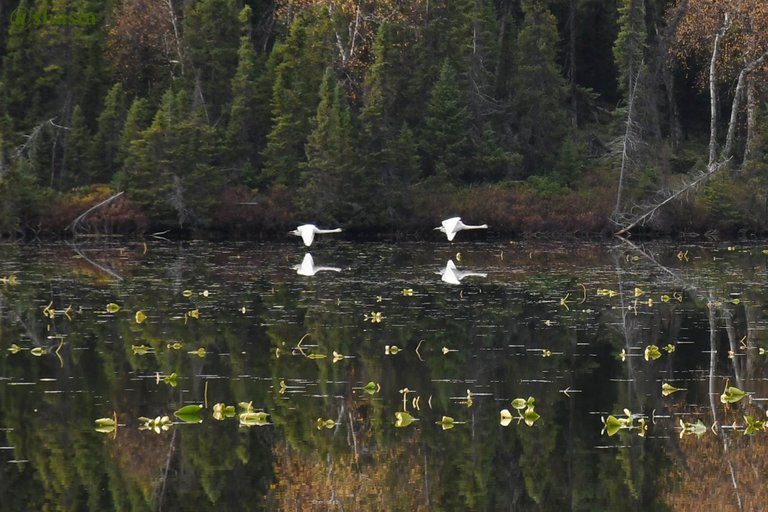 shasta2019nov21st47swans7io.jpg