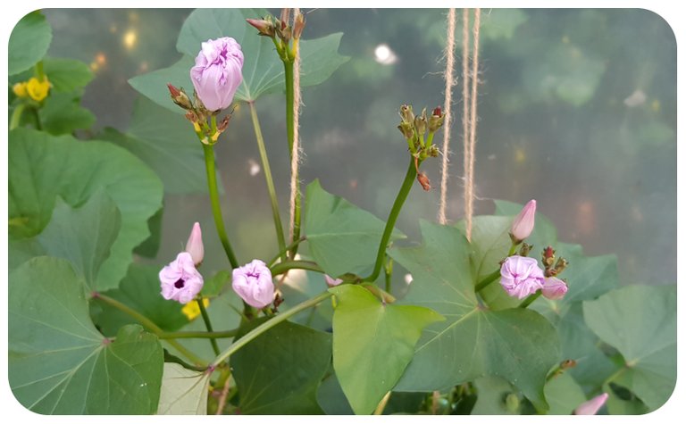 sweet potato flowers.jpg