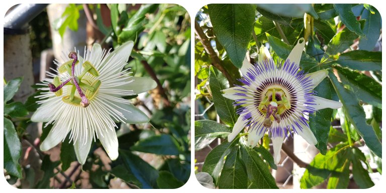 passiflora.jpg